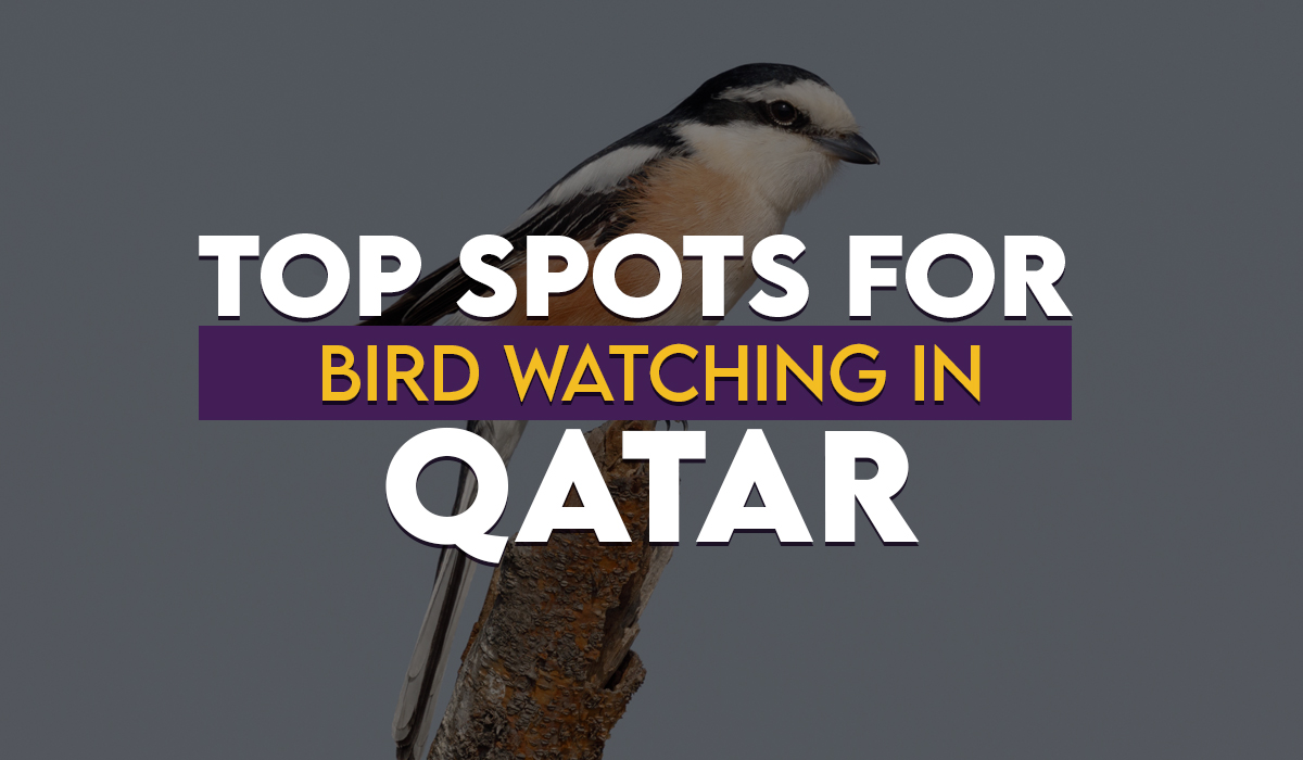 Top Spots for Bird Watching in Qatar